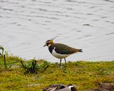 LAPWING . BOWLING GREEN MARSH . DEVON . 14 / 1 / 23
