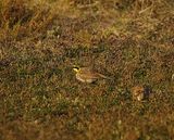 SHORELARK . HOLKHAM . NORFOLK . 20 / 1 / 23