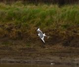 SABINE`S GULL . BUDDS FARM . HAVANT . HAMPSHIRE . 31/1/23