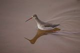 SPOTTED REDSHANK . TOPSHAM QUAY . DEVON . 7 / 2 / 23