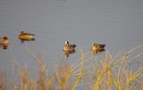 AMERICAN WIGEON . MEARE HEATH . SOMERSET . 8 / 2 / 23