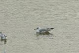 RING-BILLED GULL . THE HALE ESTUARY . CORNWALL . 18 . 2 . 23