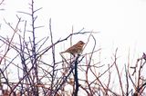 LITTLE BUNTING . BOSCEGAN . CORNWALL . 18 / 2 / 23