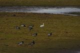 ROSS`S GOOSE . SLIMBRIDGE WWT . GLOUCESTERSHIRE . 27/2/23