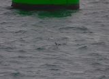 BLACK GUILLEMOT . PLYMOUTH SOUND . DEVON . 8/3/23