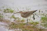 EURASIAN CURLEW . THE OTTER WETLANDS . DEVON . 9 / 3 / 23