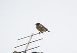 ROSE-COLOURED STARLING . WIVELISCOMBE . SOMERSET . 10 / 3 / 23