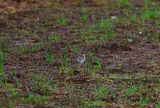 LITTLE BUNTING . METHERALL . CORNWALL . 2 / 4 / 2023
