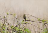 GRASSHOPPER WARBLER . DARTMOOR . DEVON . 21 / 4 / 2021