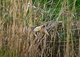 LITTLE BITTERN . THE EXMINSTER MARSHES . DEVON . 18 / 4 / 2023