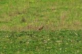 STONE CURLEW . WINTERBOURNE DOWN . WILTSHIRE . 19 / 4 / 2023
