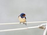 BARN SWALLOW . TURF LOCKS . DEVON . 10 / 5 / 2023