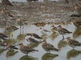 BAR-TAILED GODWIT . BOWLING GREEN MARSH . TOPSHAM . DEVON . 1 / 9 / 2023