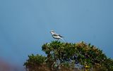 LESSER GREY SHRIKE . MINIONS . CORNWALL . 29 / 9 / 23