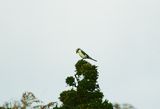 LESSER GREY SHRIKE . MINIONS . CORNWALL . 29 / 9 / 23