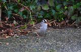 WHITE-CROWNED SPARROW . ROSUDGEON . CORNWALL . 6 / 12 / 23