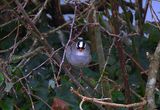 WHITE-CROWED SPARROW . ROSUDGEON . CORNWALL . 6 / 12 / 23