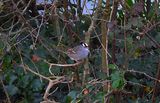 WHITE-CROWNED SPARROW . ROSUDGEON . CORNWALL . 6 / 12 / 2023