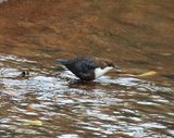 WHITE-THROATER DIPPER . LUDWELL VALLEY C P . EXETER . DEVON . 8 / 12 / 2023