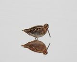 COMMON SNIPE . BOWLING GREEN MARSH . DEVON . 15 / 12 / 23