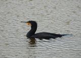GREAT CORMORANT . TURF LOCKS . DEVON . 24/12/23