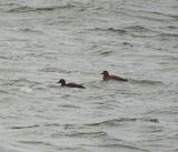 VELVET SCOTER . ABBERTON RESERVOIR . ESSEX . 28/12/23