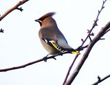 WAXWING . COLCHESTER . ESSEX . 28/12/23
