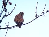 COMMON KESTREL . GOOSEMOOR . TOPSHAM . DEVON . 1 . 3 . 2024.jpg