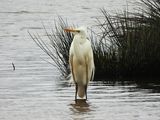 GREAT WHITE EGRET . BOWLING GREEN MARSH . DEVON . 25 . 2 . 2024.jpg