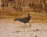 WATER RAIL , GOOSEMOOR , TOPSHAM , DEVON , 28 , 1 , 24.jpg