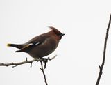 WAXWING . FRIDAY WOOD . COLCHESTER . ESSEX . 30 . 1 . 24.jpg