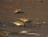 SHORELARK . HOLKHAM . NORFOLK . 1 . 2 . 24.jpg