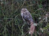 SHORT-EARED OWL . ELDERNELL . CAMBRIDGESHIRE . 2 . 2 . 24.jpg