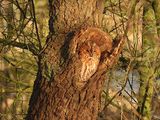 TAWNY OWL . ELDERNELL . CAMBRIDGESHIRE . 2 . 2 . 24.jpg