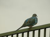 MOURNING DOVE . LAYTON LAKES PARK . GILBERT . ARIZONA . U.S.A . 15 . 3 . 24.jpg