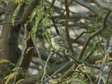 DUSKY FLYCATCHER . LAYTON LAKES PARK . GILBERT . ARIZONA . U.S.A . 15 . 3 . 24.jpg