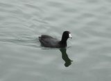 AMERICAN COOT . THE RIPARIAN PRESERVE . GILBERT . ARIZONA . USA . 23.3.24.jpg