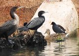 AMERICAN MOORHEN . THE RIPARIAN PRESERVE . GILBERT . ARIZONA . USA . 23.3.24.jpg