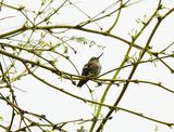 ANNA`S HUMMINGBIRD ( Female ) . LAYTON LAKES PARK . GILBERT . ARIZONA . USA . 24 . 3 . 24.jpg