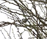 BLACK-THROATED GRAY WARBLER . THE RIPARIAN PRESERVE . GILBERT . ARIZONA . USA . 23 . 3 . 24.jpg