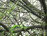 BLACK-THROATED GREAY WARBLER . THE RIPARIAN PRESERVE . GILBERT . ARIZONA . USA . 23.3.24.jpg