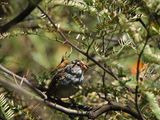 CHIPPING SPARROW . SWEETWATER . TUCSON . ARIZONA . USA . 19.3.24.jpg