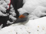 DARK-EYED JUNCO ( Red Sided Race ) . ELK MEADOW COTTAGE . ARIZONA . USA . 16.3.23..jpg