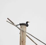 DOUBLE-CRESTED CORMORANT . THE RIPARIAN PRESERVE . GILBERT . ARIZONA . USA . 23.3.24.jpg
