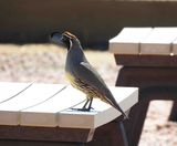 GAMBEL`S QUAIL . PARADISA PEAK WEST . DESERT RIDGE . ARIZONA . USA . 20.3.24.jpg