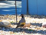 GAMBEL`S QUAIL . PARADISE PEAK WEST . DESERT RIDGE . ARIZONA . USA . 20 . 3 . 24.jpg