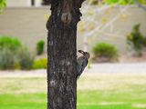 GILA WOODPECKER ( Female ) . LAYTON LAKES PARK . GILBERT . ARIZONA . USA . 24.3.24.jpg