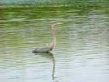 GREAT BLUE HERON . THE RIPARIAN PRESERVE . GILBERT . ARIZONA . USA . 23.3.24.jpg