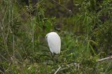 GREAT WHITE EGRET . THE RIPARIAN PRESERVE . GILBERT . ARIZONA . USA . 23.3.24.jpg