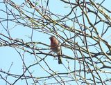 HOUSE FINCH . LAYTON LAKES PARK . GILBERT . ARIZONA . USA . 20.3.24.jpg